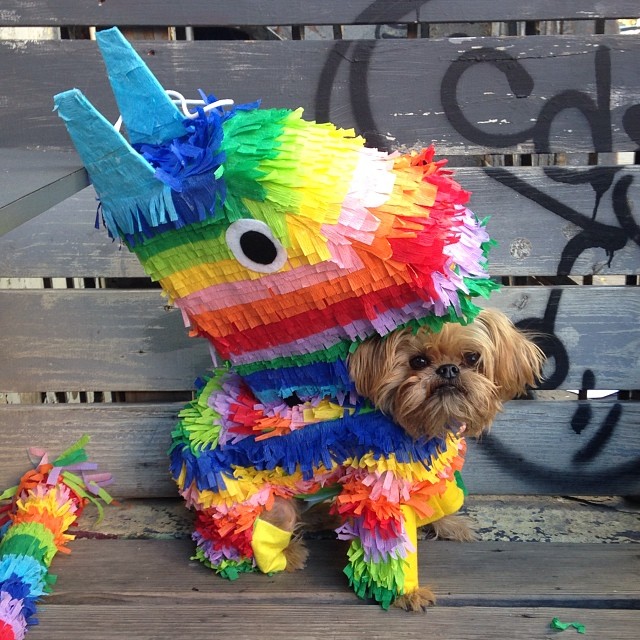 Disfarces Halloween (2)