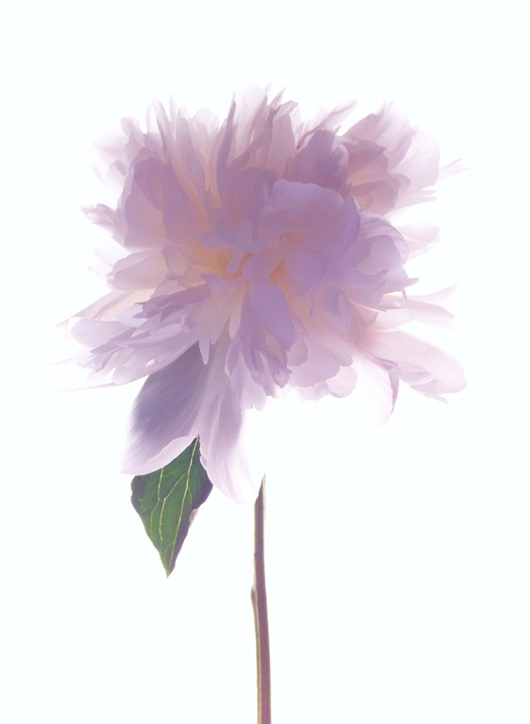 Las mejores fotografías tomas con iPhone (1)