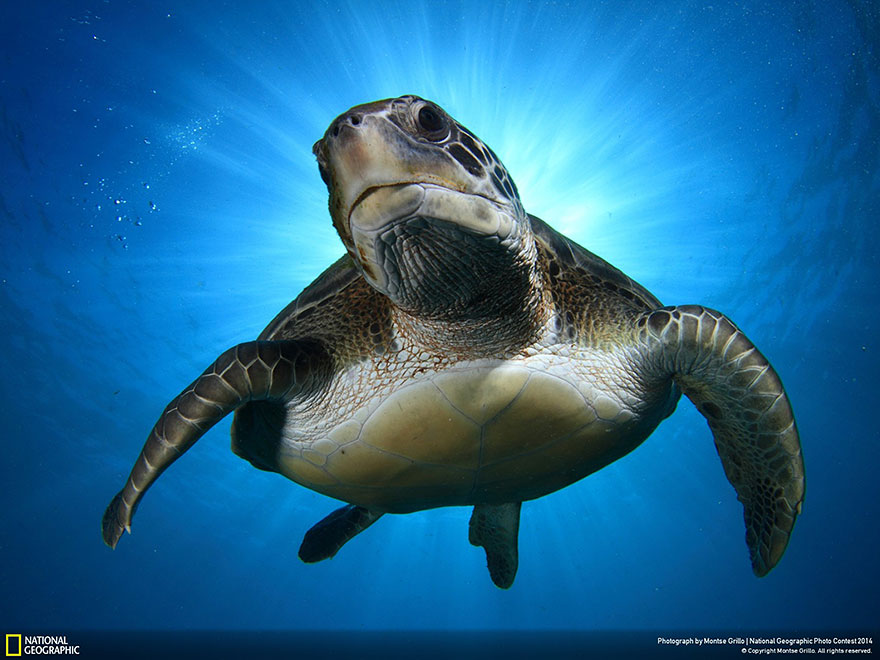 National Geographic (12)