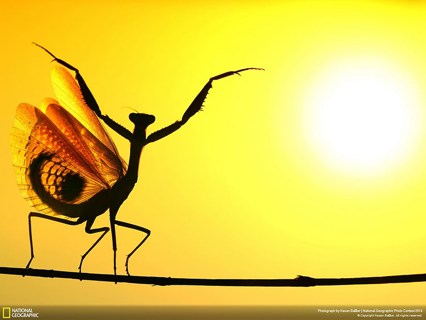 National Geographic (14)