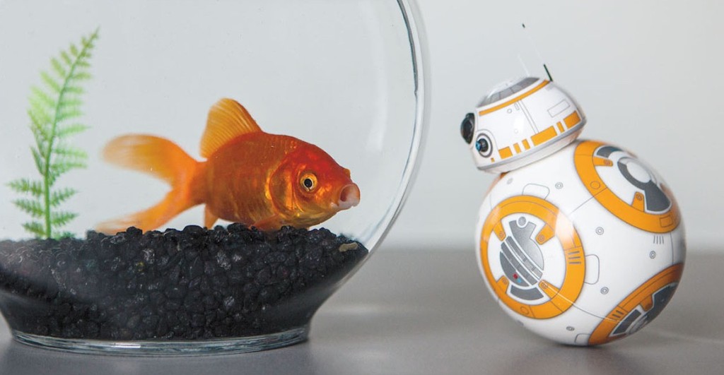 BB8 fish
