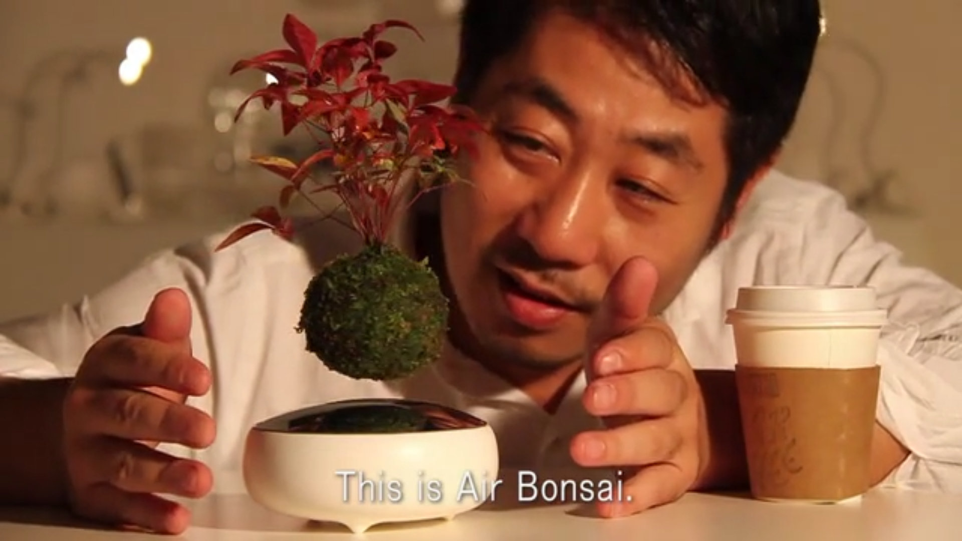 Air Bonsai (4)