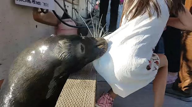 niña y foca